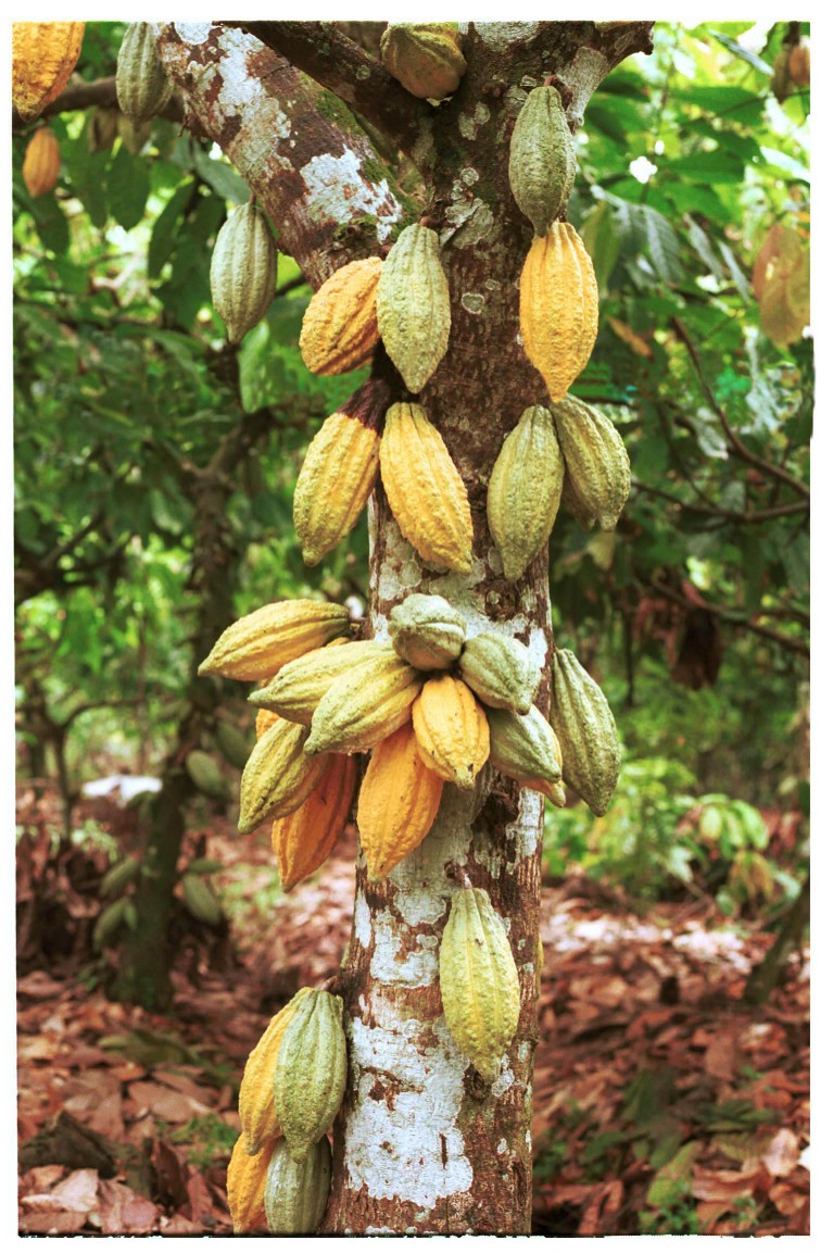 http://www.arentwesweet.com/images/cacao%20tree.jpg